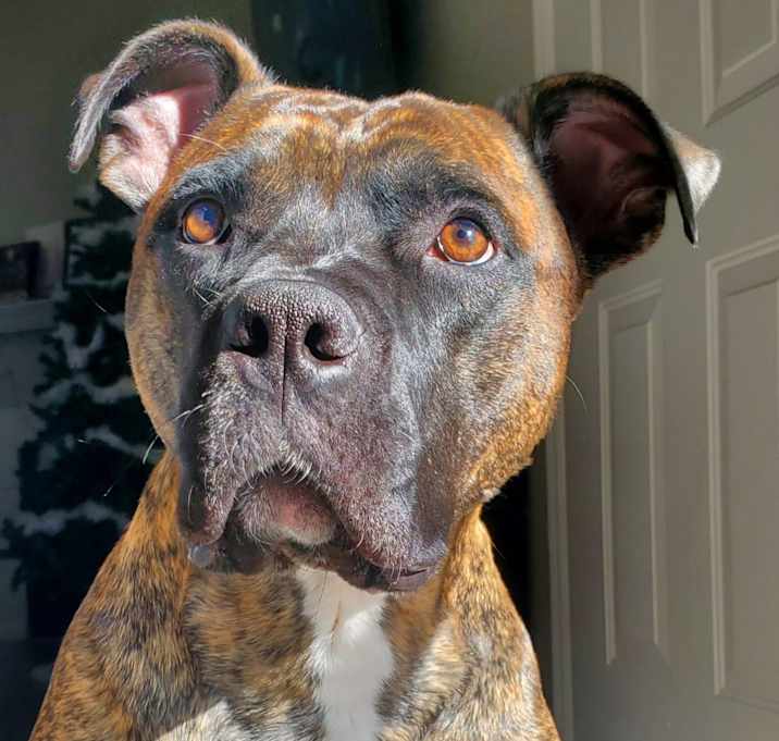 Photo of Chino