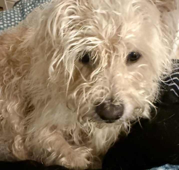 Photo of Hypoallergenic mini poodle Yorkie boy Blake