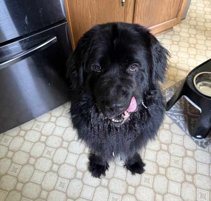 Photo of Boomer