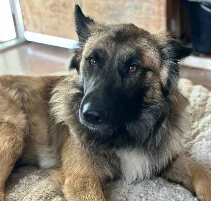 Photo of Lobo