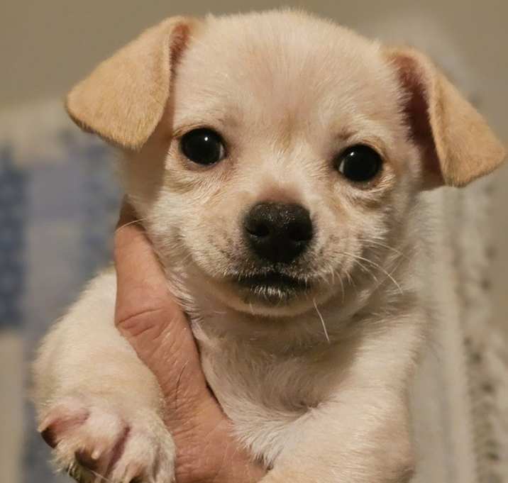 Photo of Banjo