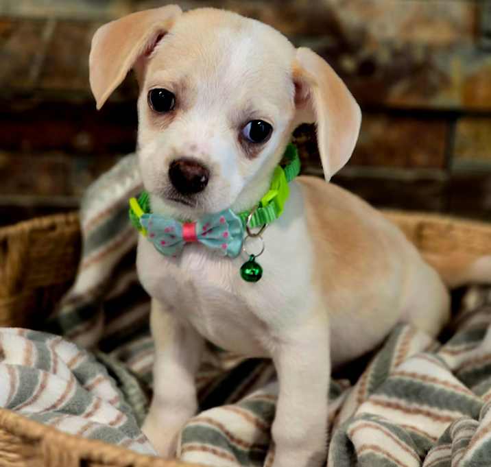 Photo of Opal