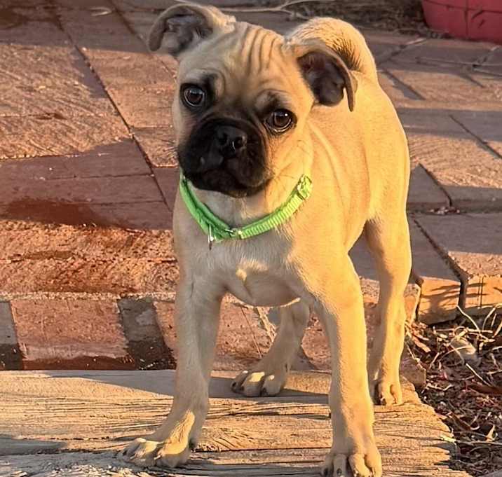 Photo of Frankie