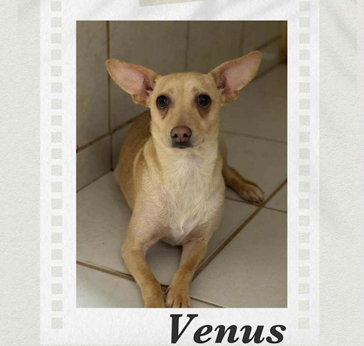 Photo of Venus