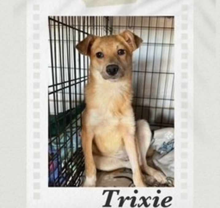 Photo of Trixie