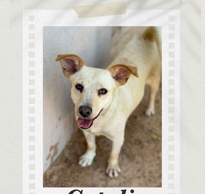 Photo of Catalina