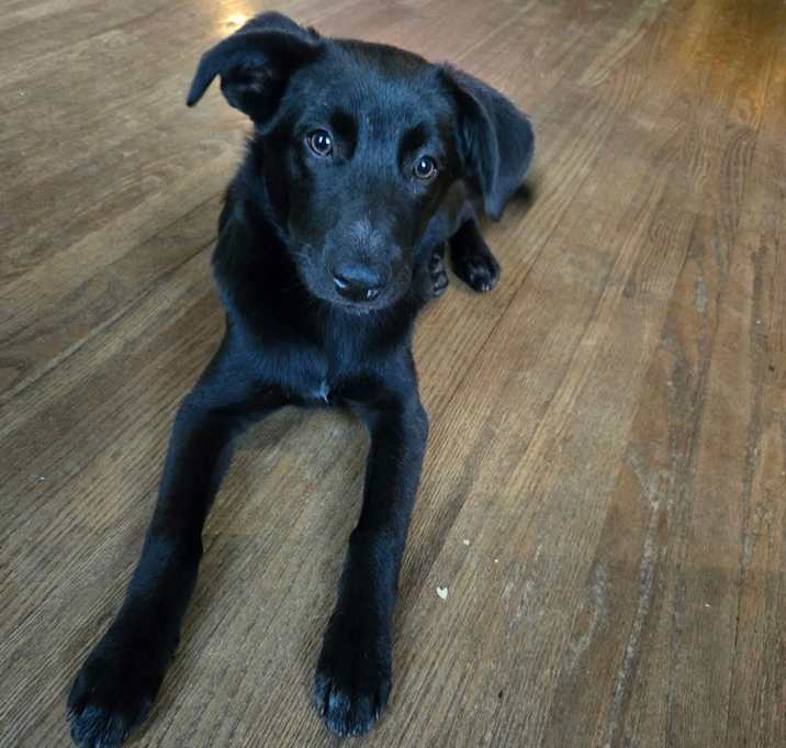 Photo of Nature Paws : Willow