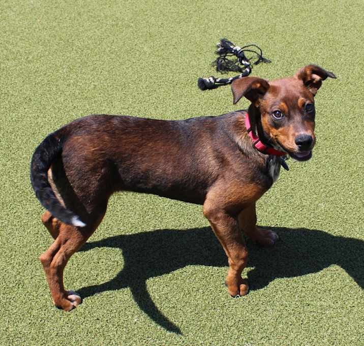 Photo of Ziggy