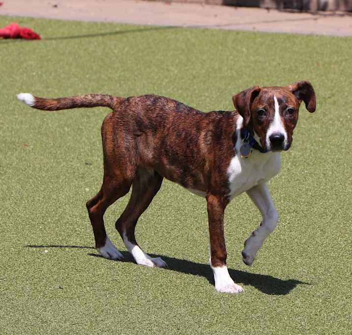 Photo of Brody