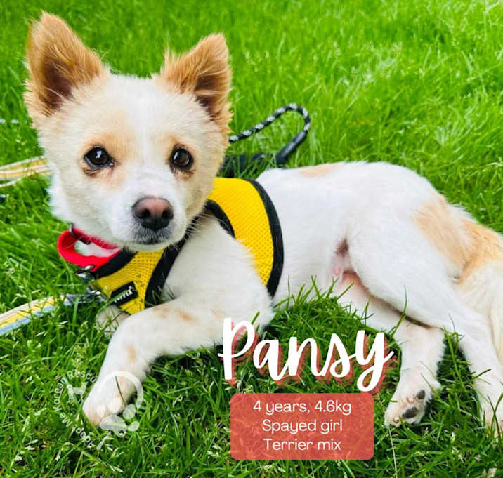 Photo of Pansy