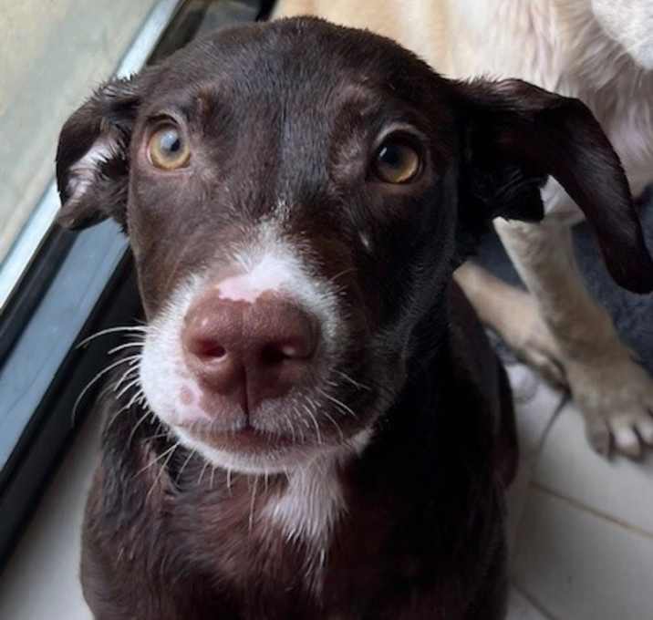 Photo of Baby Sirius