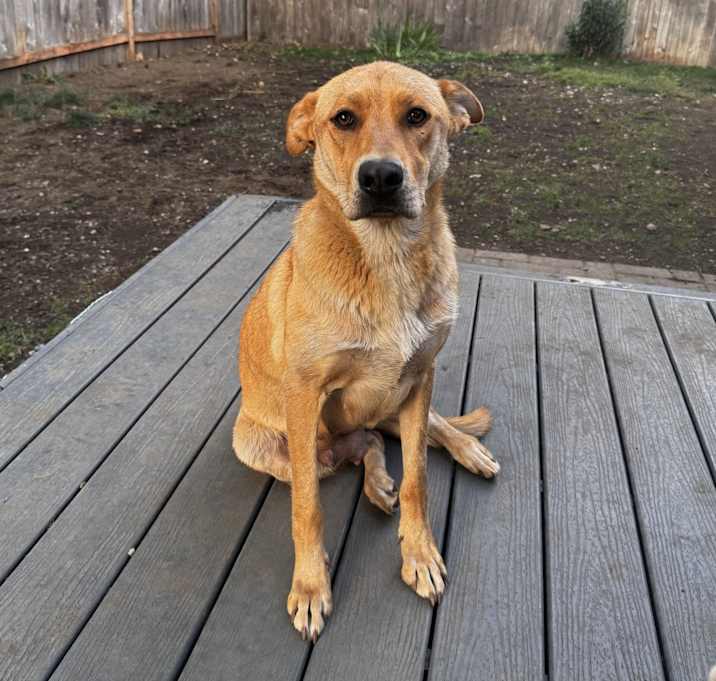 Photo of Bella