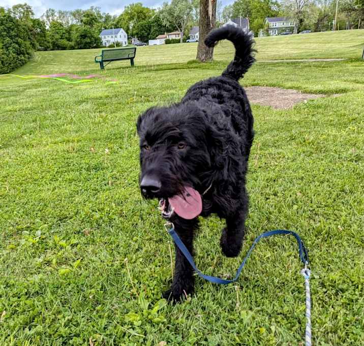 Photo of Pippin