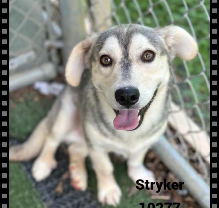 Photo of STRYKER