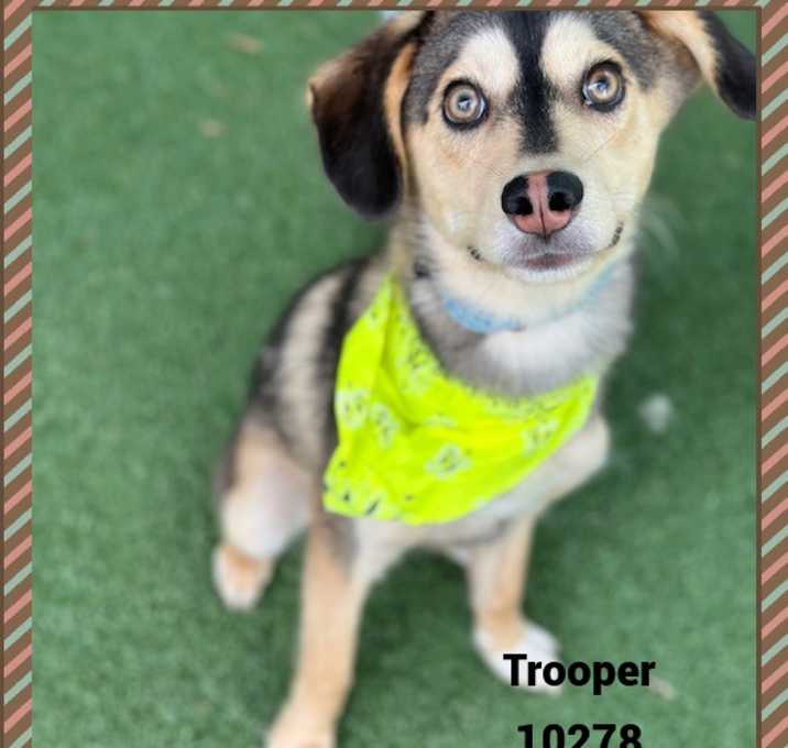 Photo of TROOPER