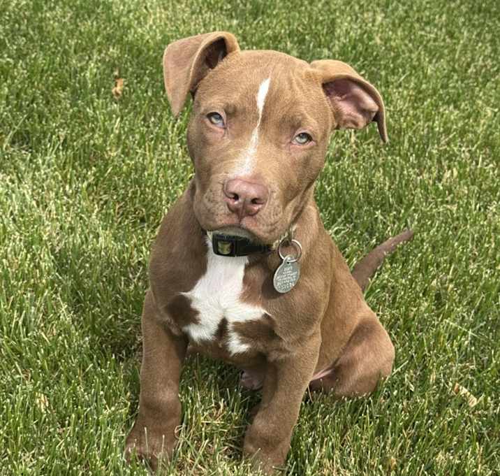 Photo of Dewie - In Foster
