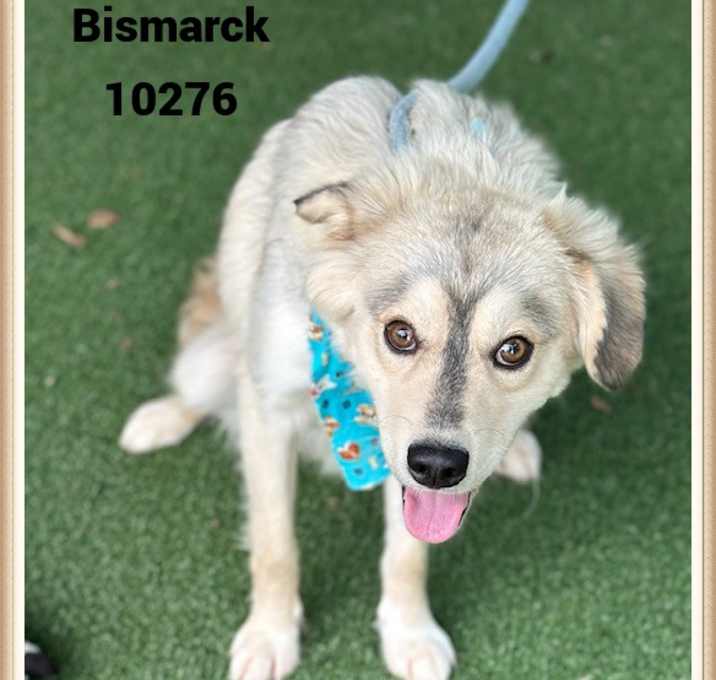 Photo of BISMARCK