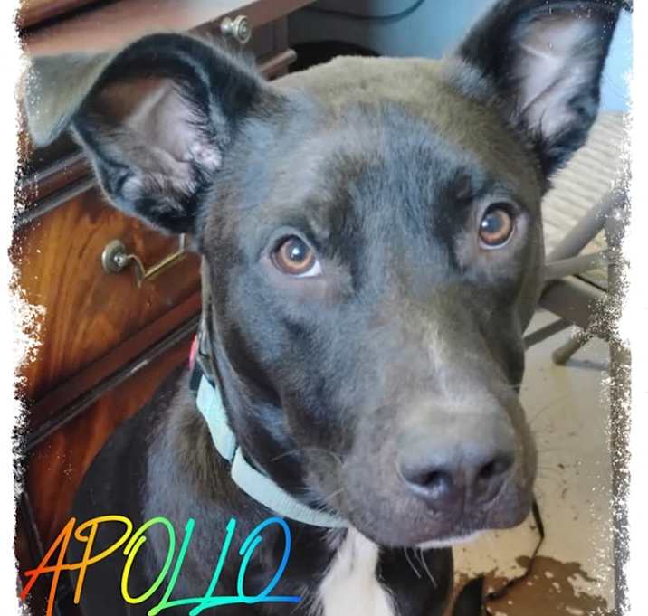 Photo of Apollo