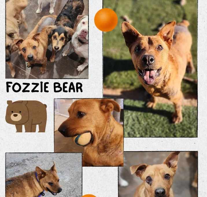 Photo of Fozzie Bear