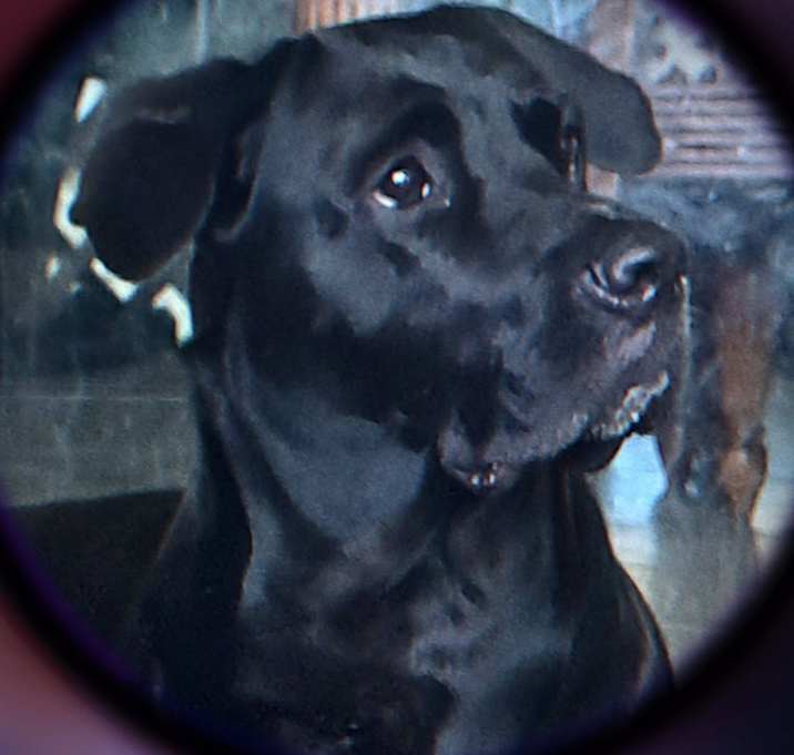 Photo of Dixie
