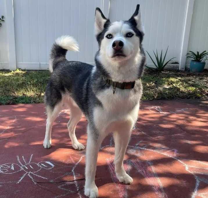 Photo of Tyson