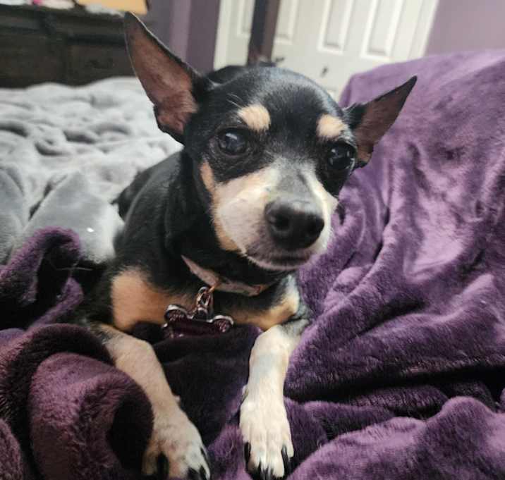 Photo of Tinkerbelle