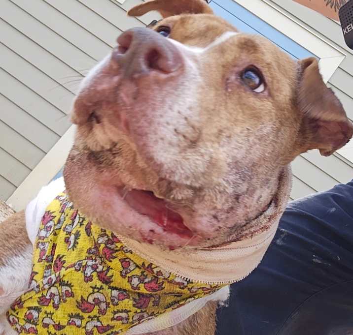 Photo of Tippy