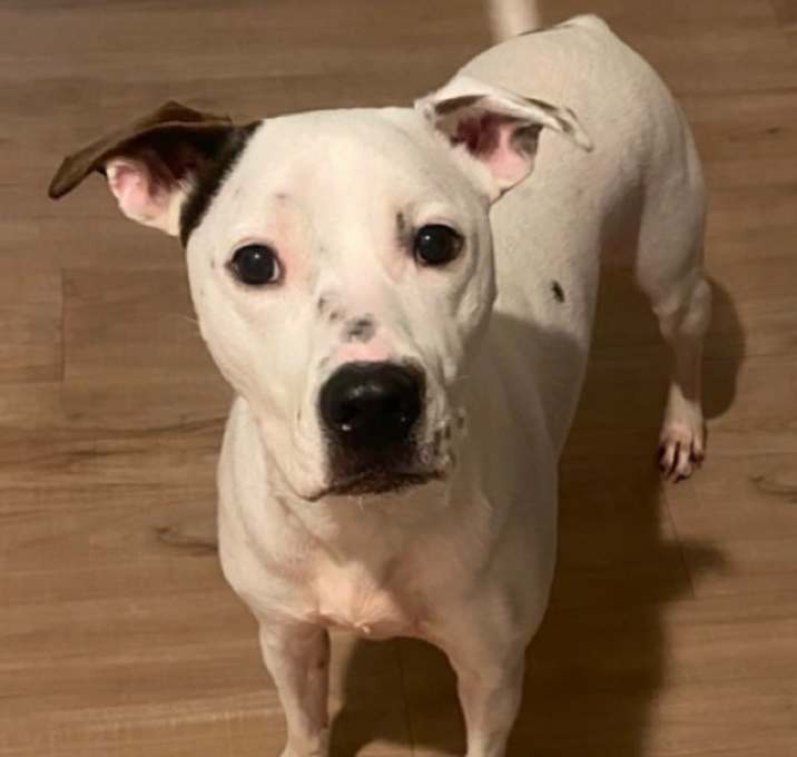 Photo of Millie