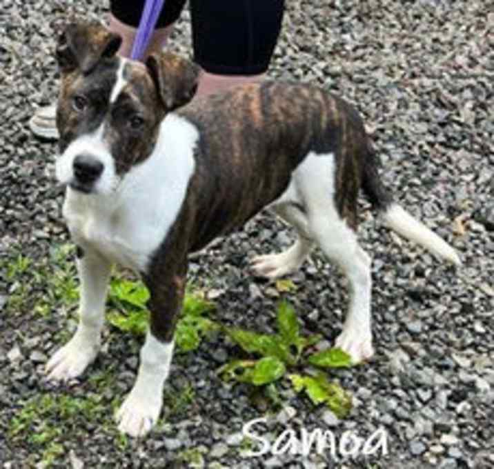Photo of Samoa