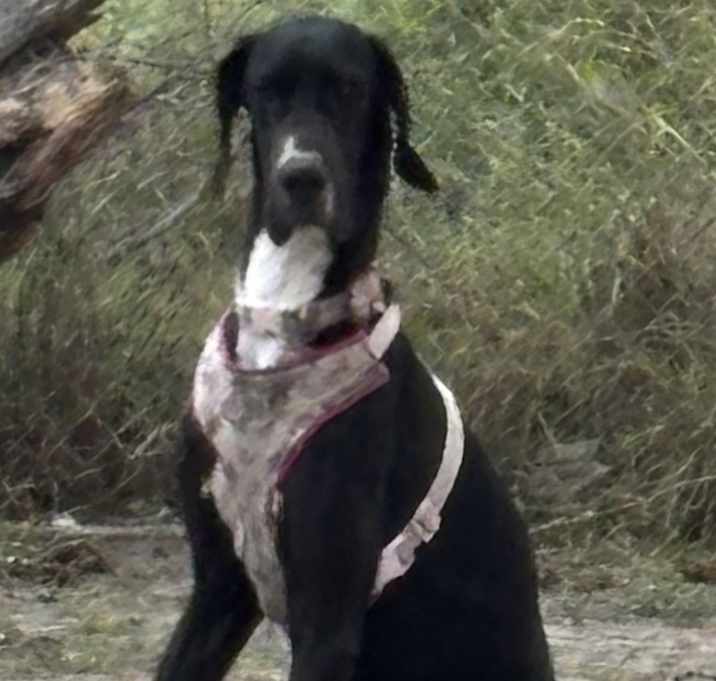 Photo of Princess