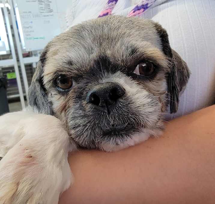 Photo of Romeo