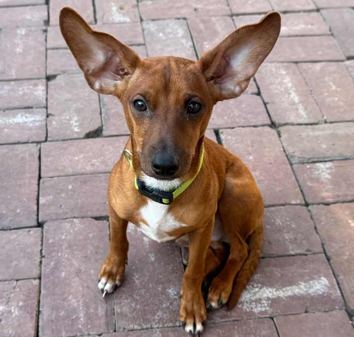 Photo of Dasher