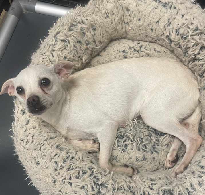 Photo of Elsa
