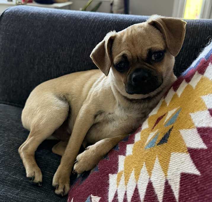 Photo of Ziggy