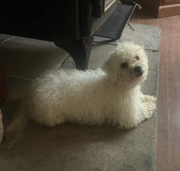 Photo of Willy
