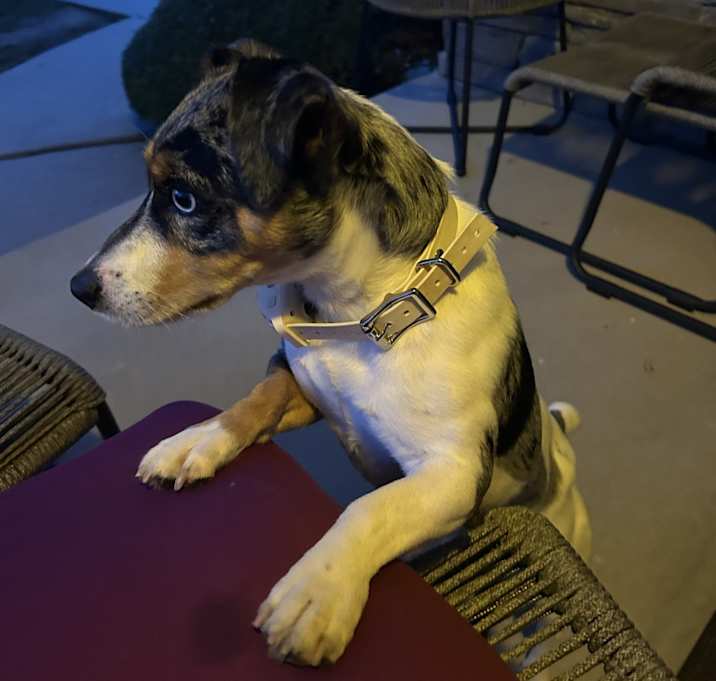 Photo of Ace