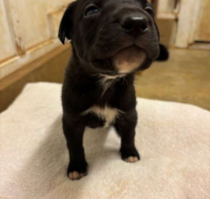 Photo of Goose