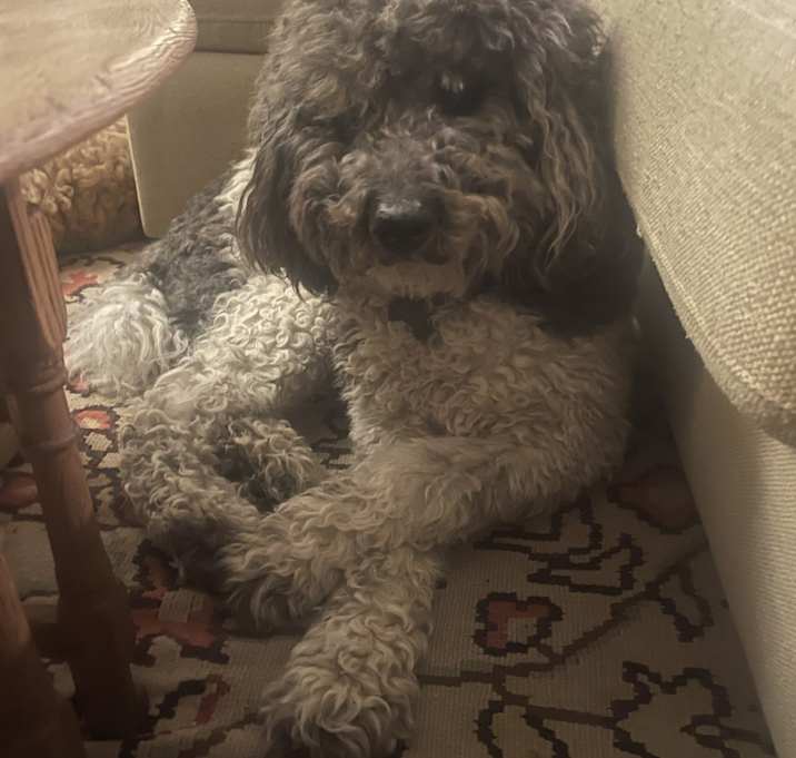 Photo of Sully