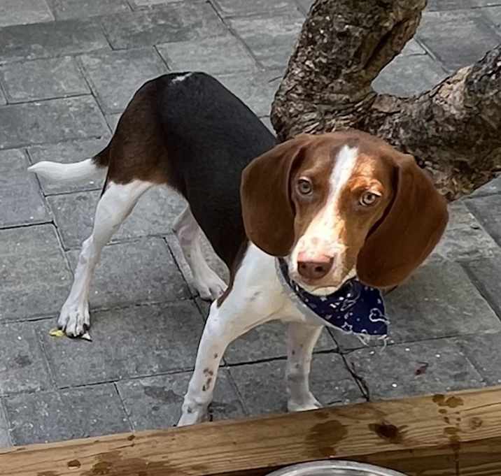 Photo of Toby
