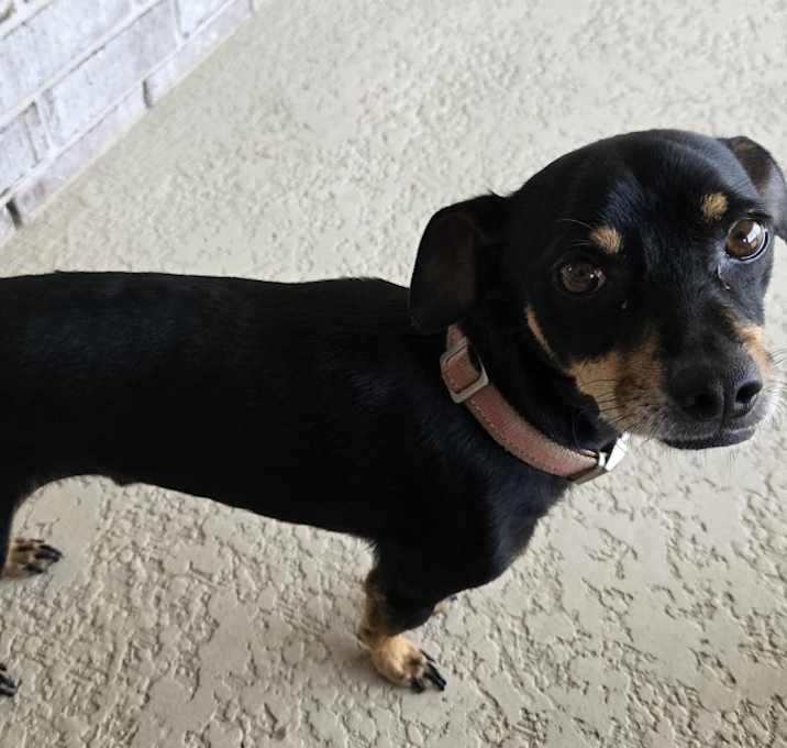 Photo of Rocky