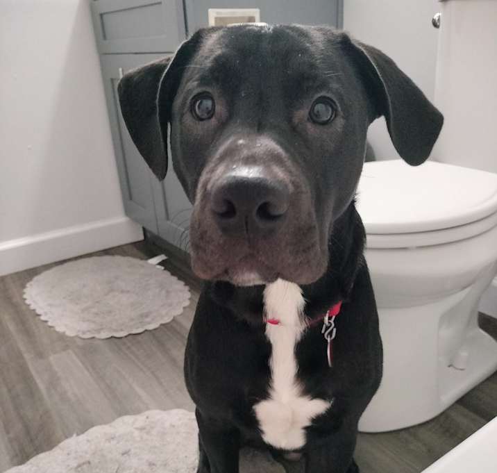 Photo of Dobby