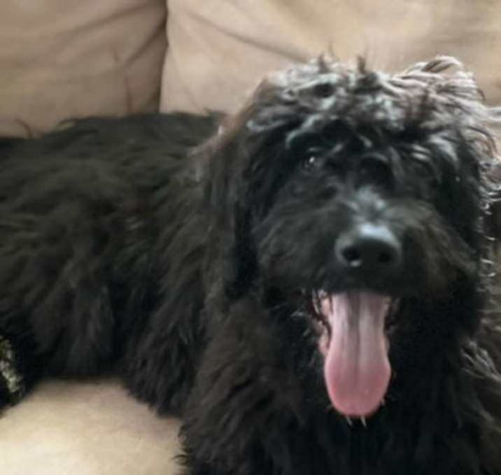 Photo of Molly: Not at the shelter (Beth)