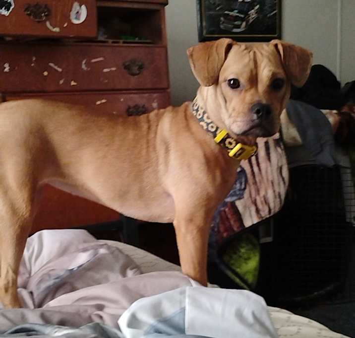 Photo of Daisy