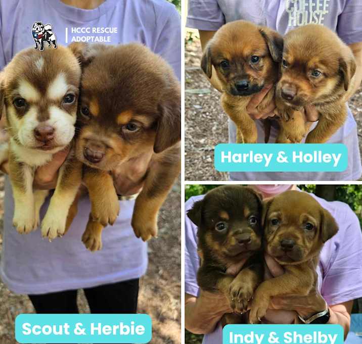 Photo of The Motor Club Pups