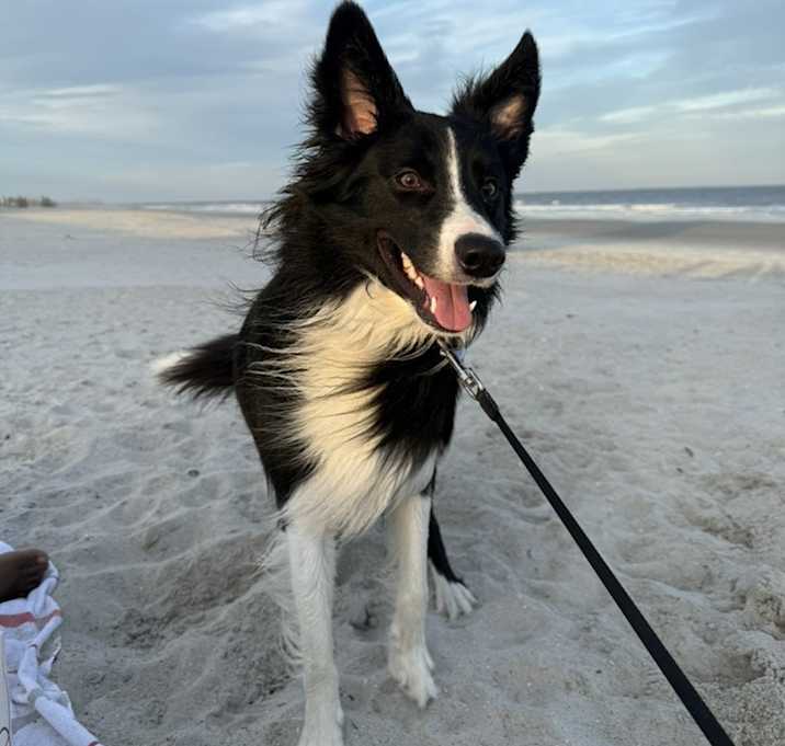 Photo of Jax