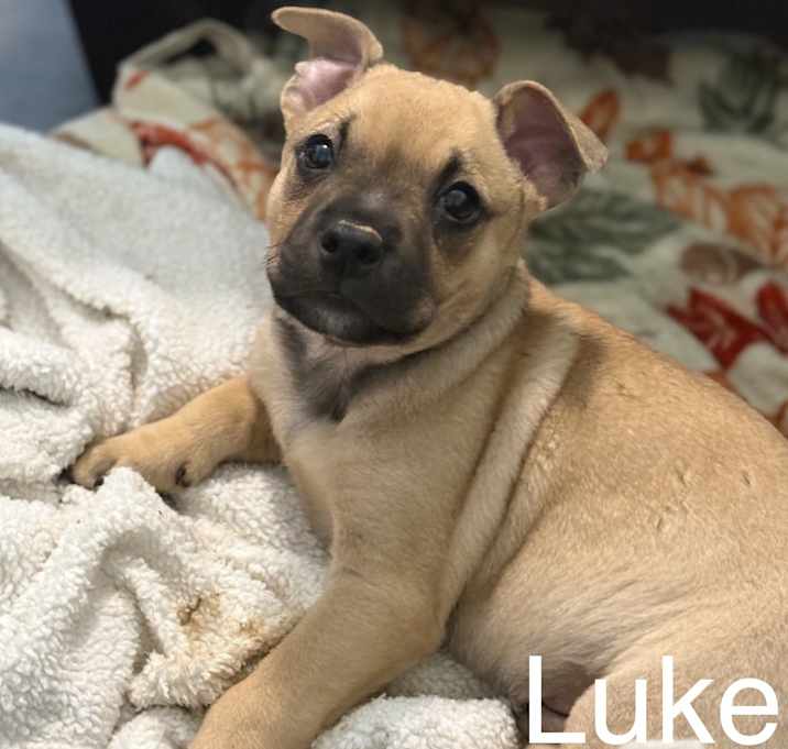 Photo of Luke URGENT HELP!
