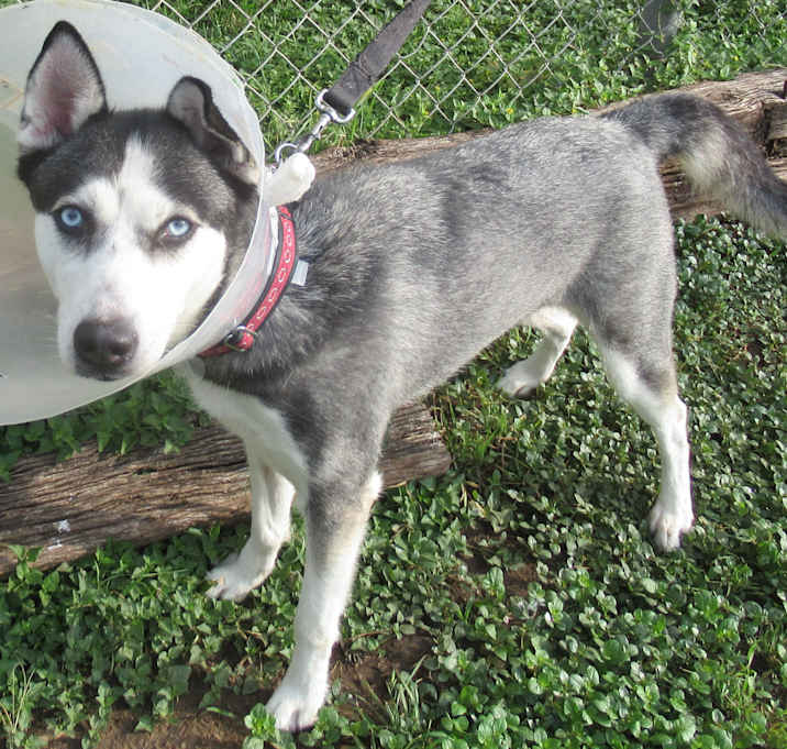 Photo of Athena (Raven)