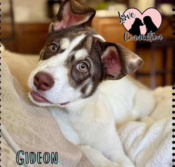 Photo of Gideon