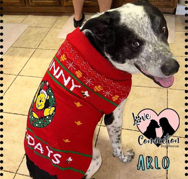 Photo of Arlo