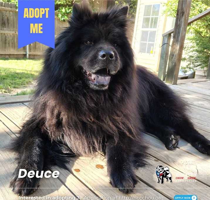 Photo of Deuce